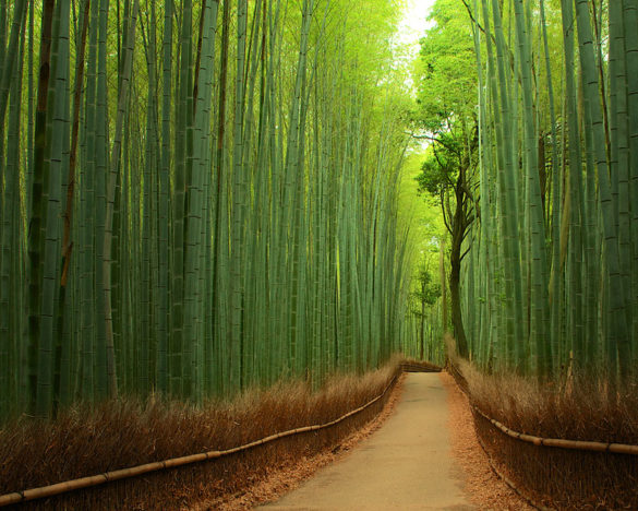 جنگل بامبو، ژاپن
