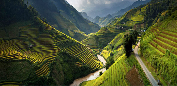 مزارع برنج مو کانگ چای، ویتنام
