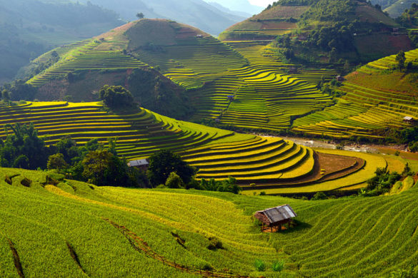 مزارع برنج مو کانگ چای، ویتنام