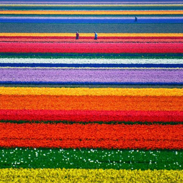 مکان‌های باورنکردنی - مزارع گل لاله، هلند