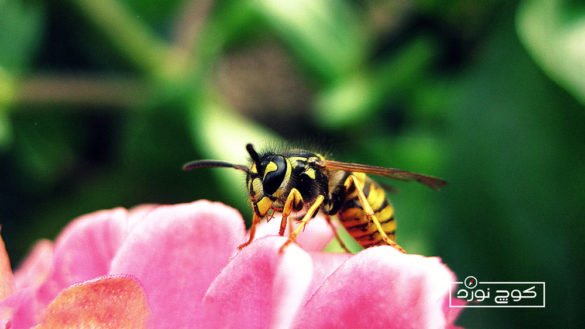 همه چیز درباره‌ی زنبورگزیدگی و اقدامات اولیه